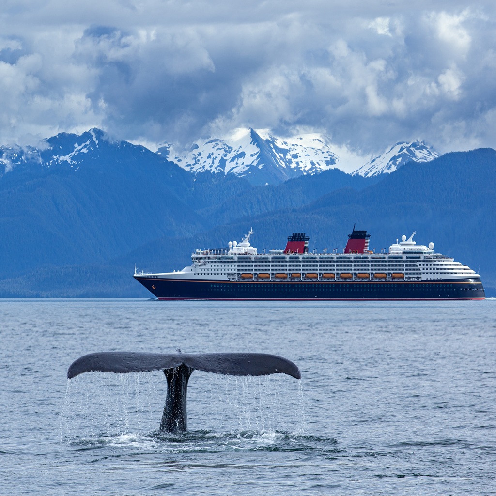 The whale shows the tail on cruise liner and snow mountains background, Alaska, the USA